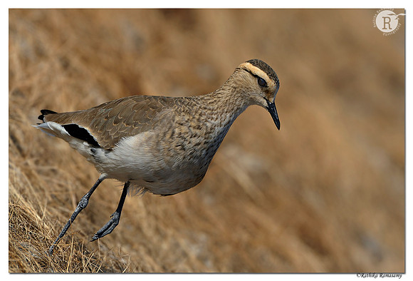 Sociable Lapwing (Vanellus gregarius) _D4R6439