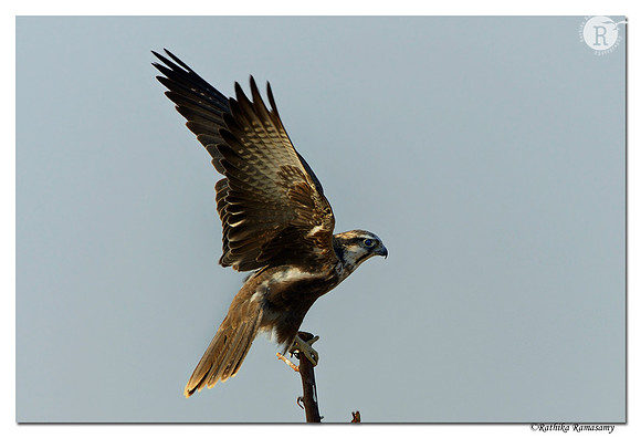 Laggar Falcon (Falco jugger)_D4R7129