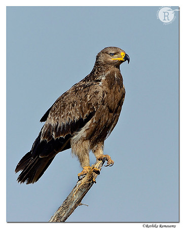 Steppe Eagle (Aquila nipalensis)_D4R6458