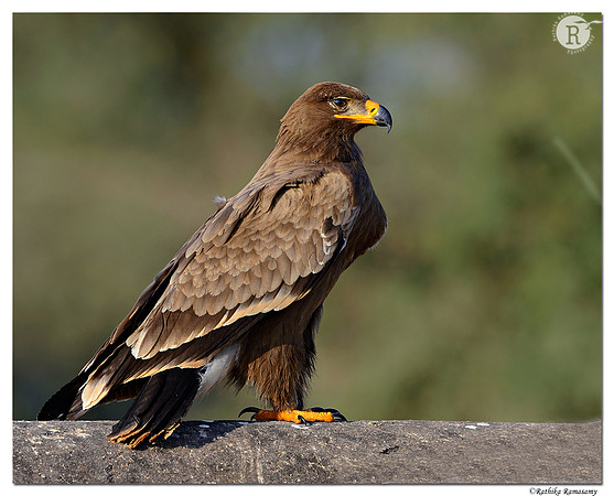 Steppe Eagle (Aquila nipalensis)_D4R6900