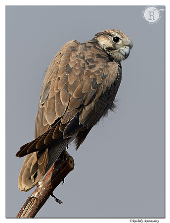 Laggar Falcon (Falco jugger)_D4R6375