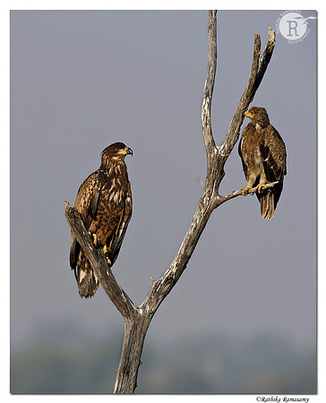 White-tailed Eagle -Steppe Eagle_D4R6276