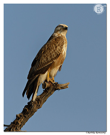 Long-legged Buzzard (Buteo rufinus)_D4R7440
