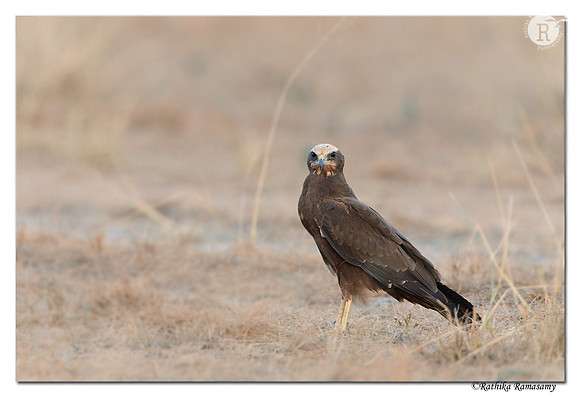 Marsh Harrier (Circus aeruginosus) _D4R5984