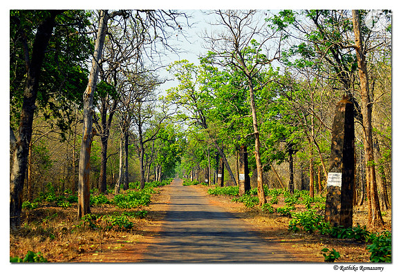 Tadoba Andhari Tiger Reserve_D2X0057