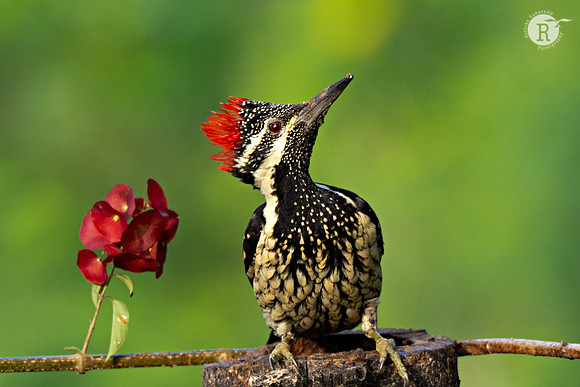 Black-rumped flameback (Dinopium benghalense)_MAR7638 3