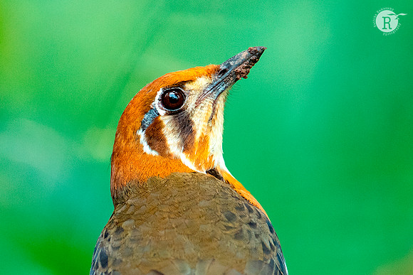 Orange headed thrush_D551274