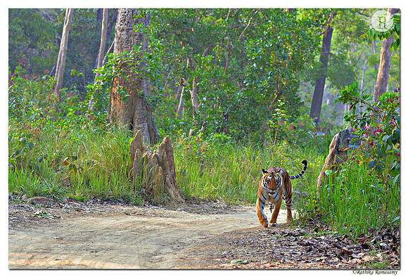 Tiger_DP4_7391