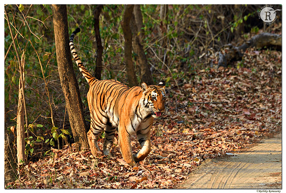 Tiger_D4S9897