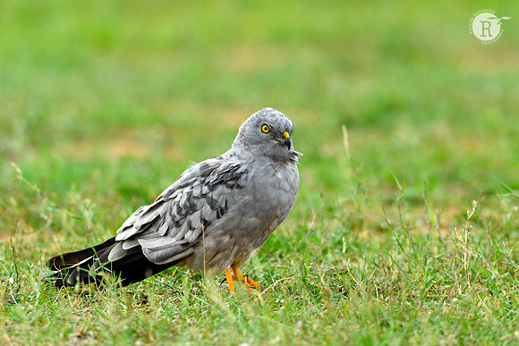 Montagu's harrier (Circus pygargus)_D558768