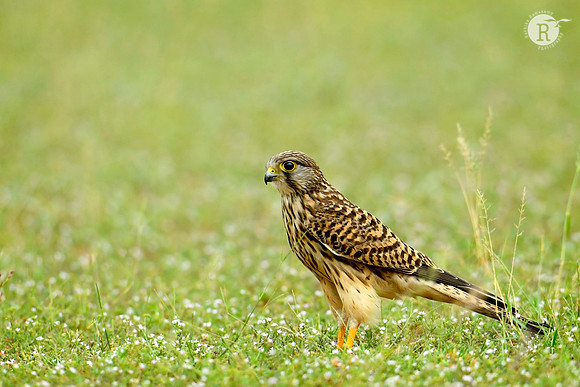 Common kestrel (Falco tinnunculus)_D558544