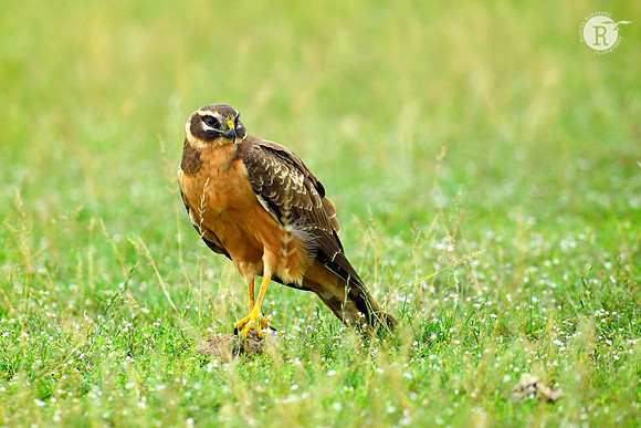Pallid harrier (Circus macrourus)_D559152