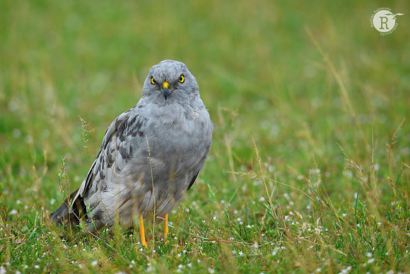 Montagu's harrier (Circus pygargus)_D559055