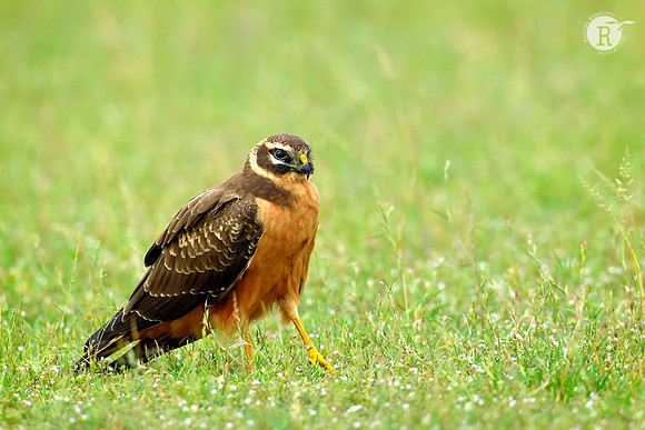 Pallid harrier (Circus macrourus)_D559217