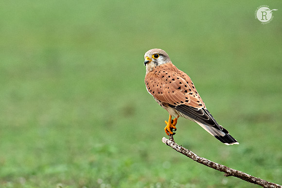 Common kestrel (Falco tinnunculus)_D558617