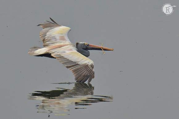 Spot bill Pelican_RAD8910
