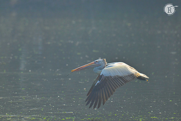 Spot billed Pelican_RAD8264