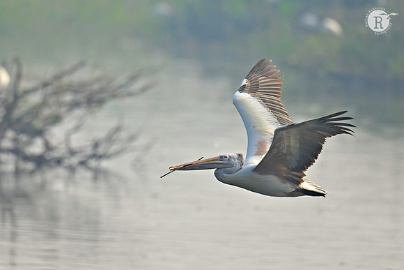 Spot billed pelican_RAD8268