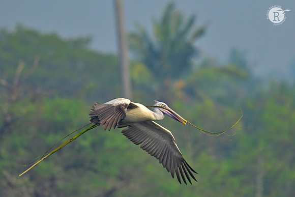 Spot billed Pelican_RAD8346