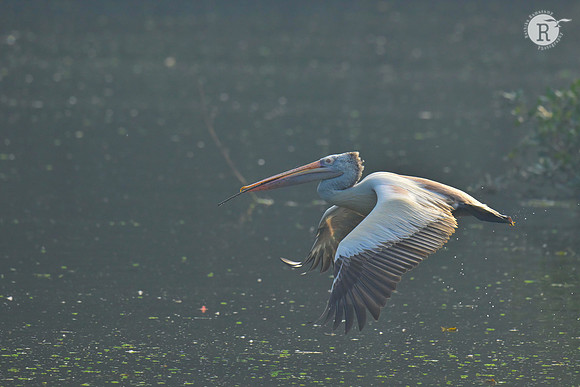 Spot billed pelican_RAD8262