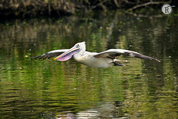 Spot billed Pelican_RAD8748