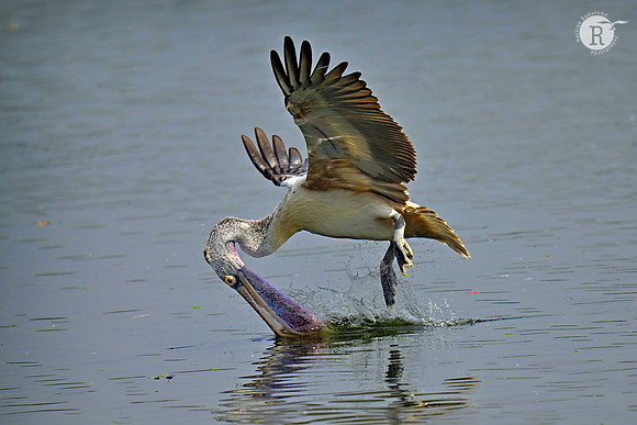 Spot billed Pelican_RAD8752