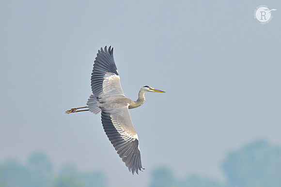 Grey Heron_RAD8555