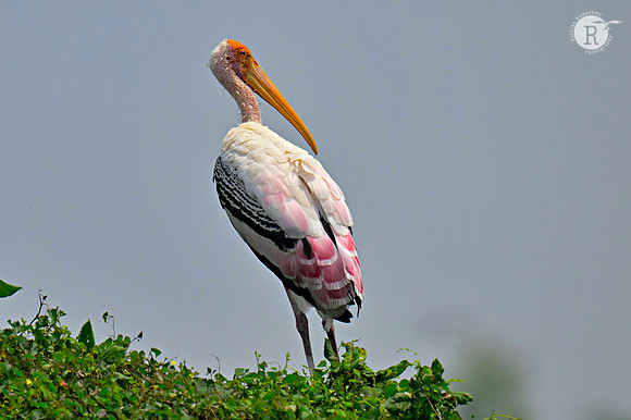 Painted stork_RAD9093