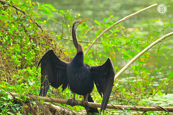 Darter_RAD9142