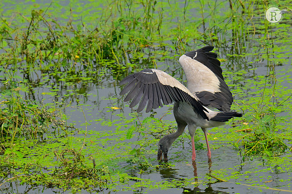 Open bill stork_RAD8951