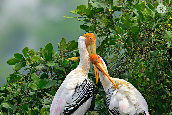 Painted stork_RAD9074