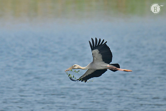 Open Bill Stork_RAD8568