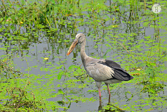 Open bill Stork_RAD8956