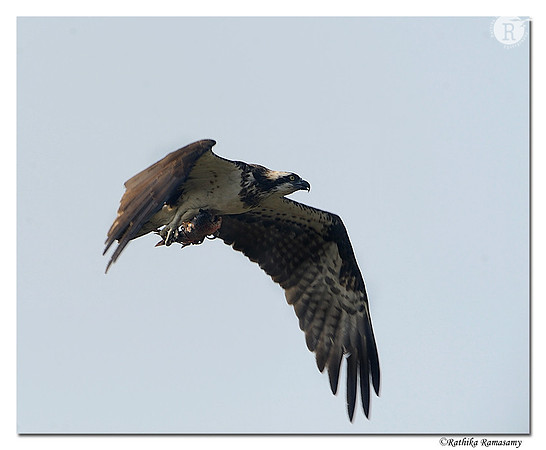 Osprey (Pandion haliaetus)_DD37545