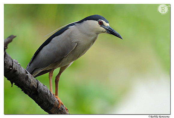 Black-crowned Night Heron (Nycticorax nycticorax)_DD32464