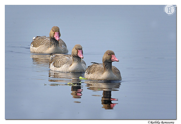Greylag Goose(Anser anser)_DD35901