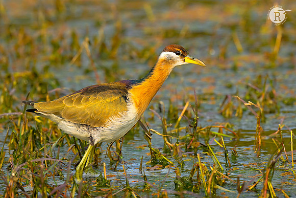 Bronze-winged jacana_BHR2711