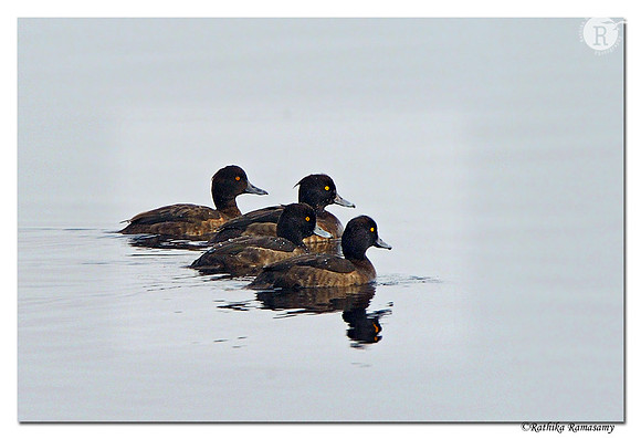 Tufted Duck (Aythya fuligula)_DD39002