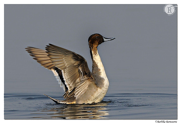 Northern Pintail (Anas acuta) _DD38049