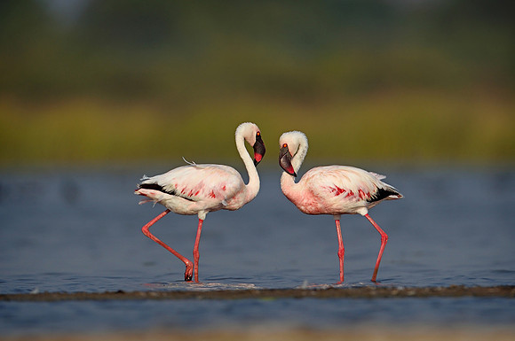 Lesser flamingo (Phoeniconaias minor)_D4S0174