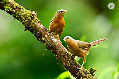 Rufous babbler (Argya subrufa)_VAL2333