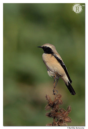 Desert Wheatear (Oenanthe deserti) _D4R7755