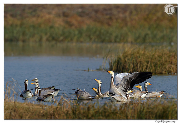 Bar-headed Goose (Anser indicus)_D4R8223