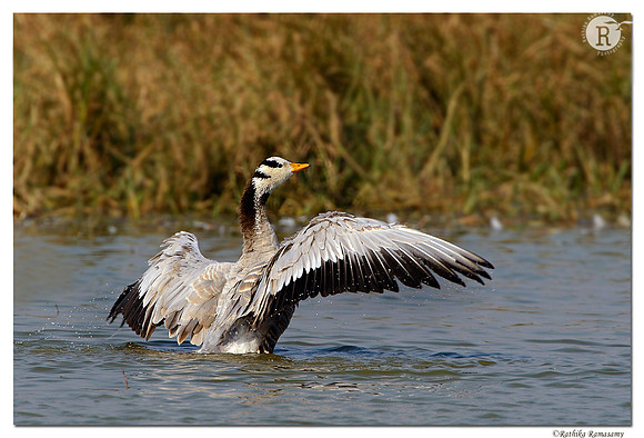 Bar-headed Goose (Anser indicus)_D4R8266