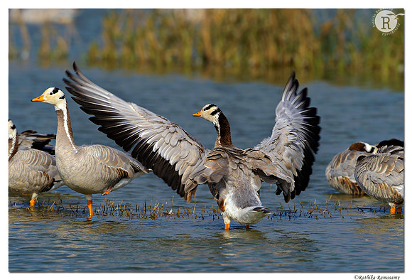 Bar-headed Goose (Anser indicus)_D4R8326