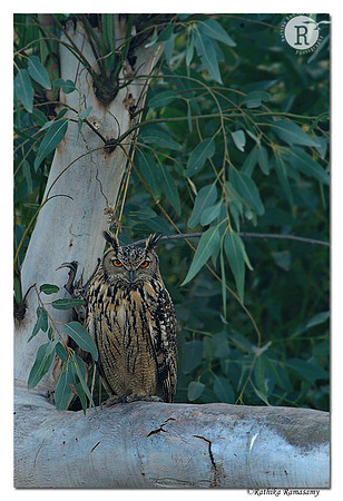 Eurasian Eagle-Owl (Bubo bubo)_D4R7878