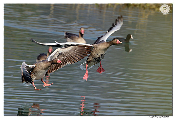 Greylag Goose(Anser anser)_D4R8125