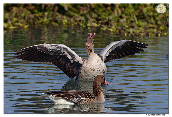 Greylag Goose(Anser anser)_D4R8130
