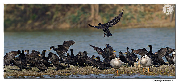 Cormorant _D4R8282