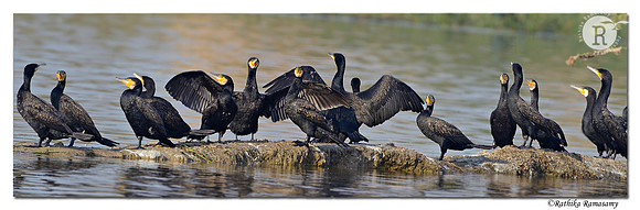 Cormorant _D4R8494